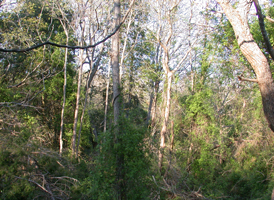 Coastal Dune Forest